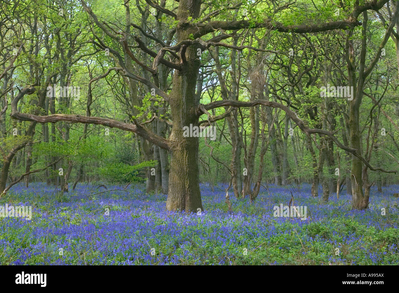 Un vecchio albero di quercia in un inglese bluebell wood Foto Stock