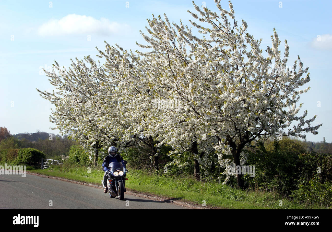 Un motociclista passa di alberi in fiore su un open English country road. Foto Stock