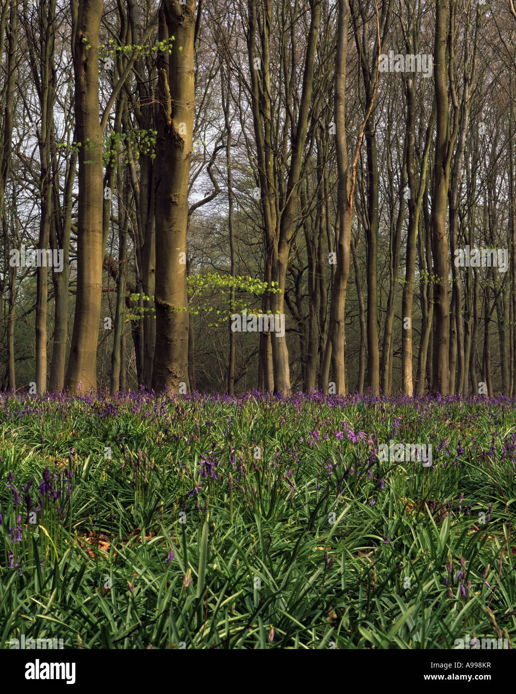 Un tappeto di Bluebells (Hyacinthoides non-scripta) che copre un pavimento di bosco in primo piano con alti alberi sottili sullo sfondo, Inghilterra, Regno Unito Foto Stock