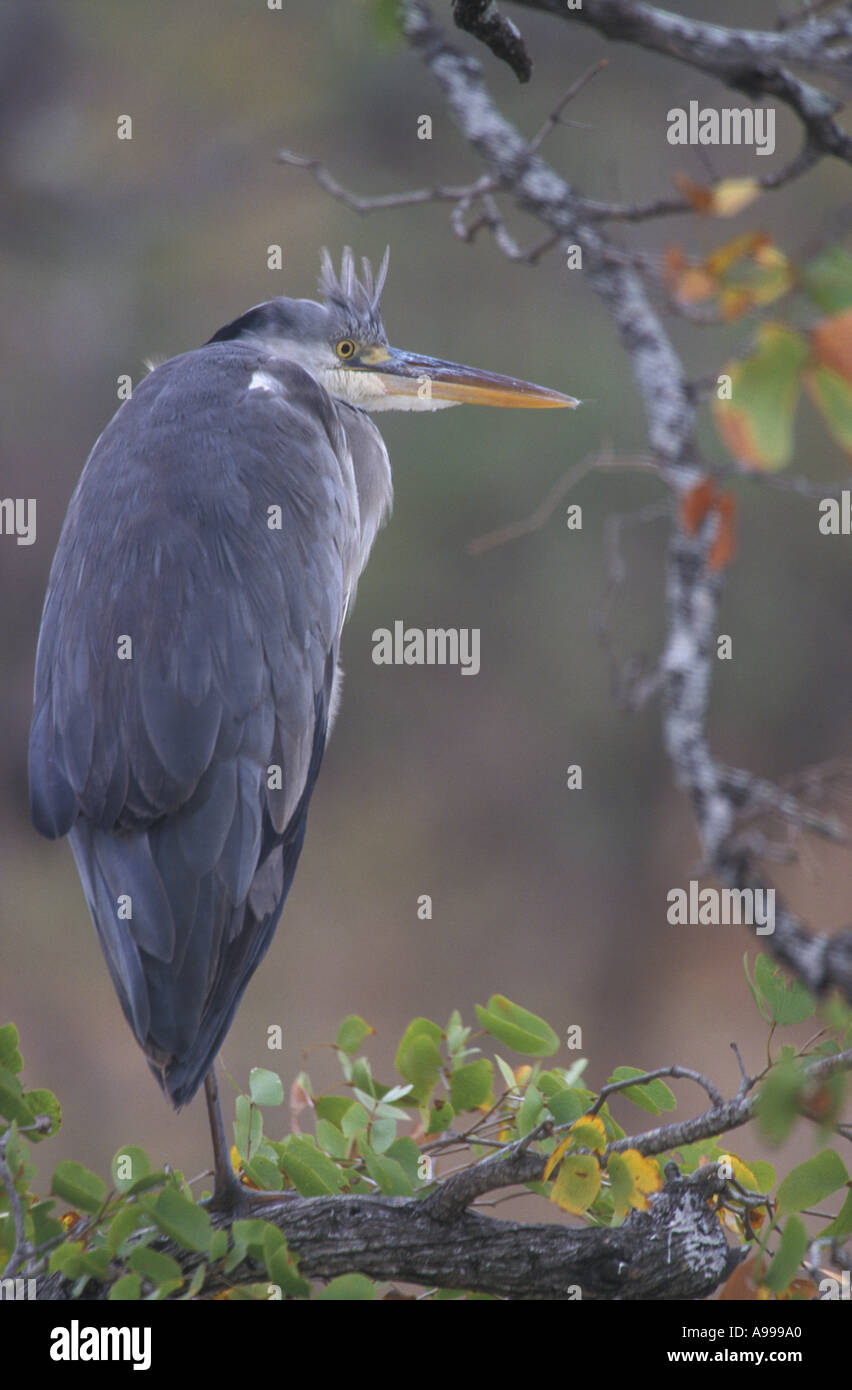Airone cenerino Ardea cinerea in struttura Mopani Sud Africa Foto Stock