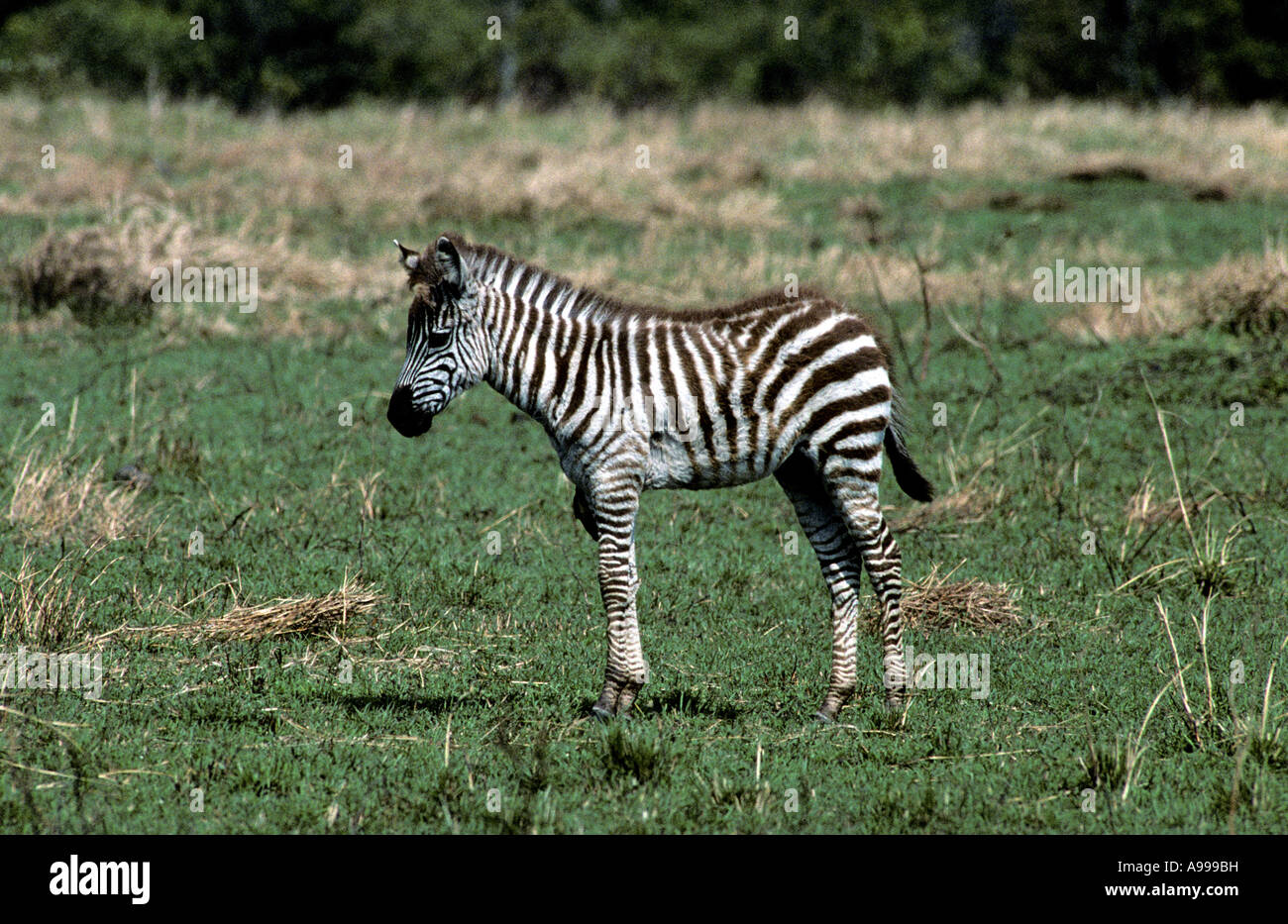 Un bambino pianure Zebra su pascoli freschi Foto Stock
