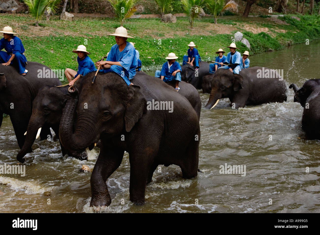 Gli istruttori di elefante chiamato mahouts lasciare il fiume dopo la balneazione i loro elefanti al Thai Elephant Conservation Centre. Foto Stock