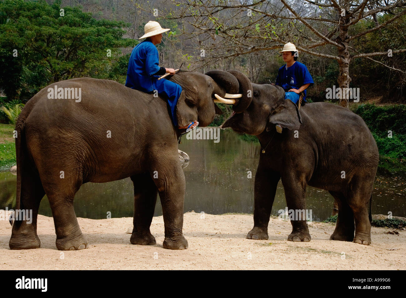 Gli istruttori di elefante chiamato mahouts lasciare il fiume dopo la balneazione i loro elefanti al Thai Elephant Conservation Centre. Foto Stock