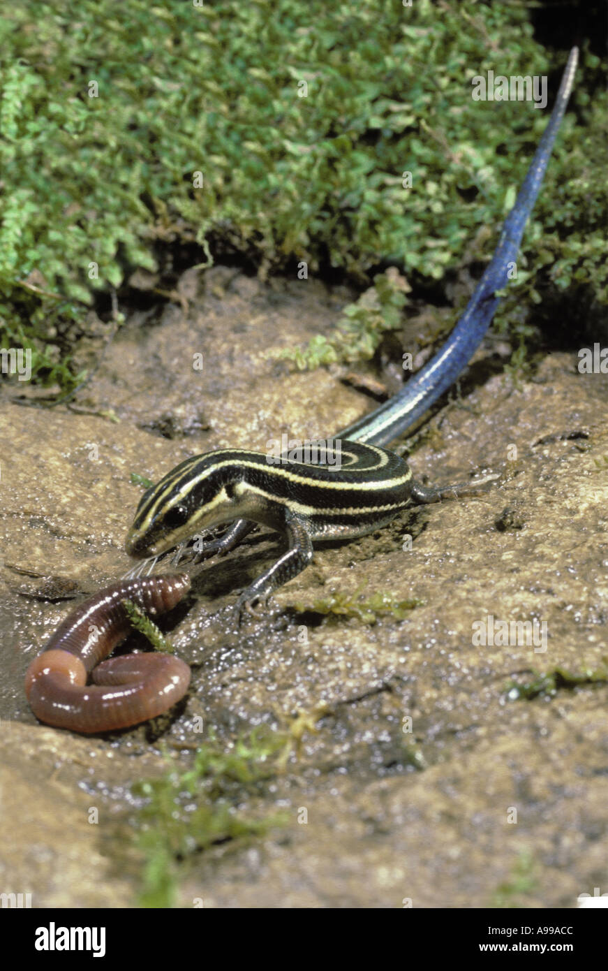 Il dramma del giardino: un cinque-rigato Skink, Eumeces fasciatus, predator attaccando lombrico per mangiare, Midwest USA Foto Stock