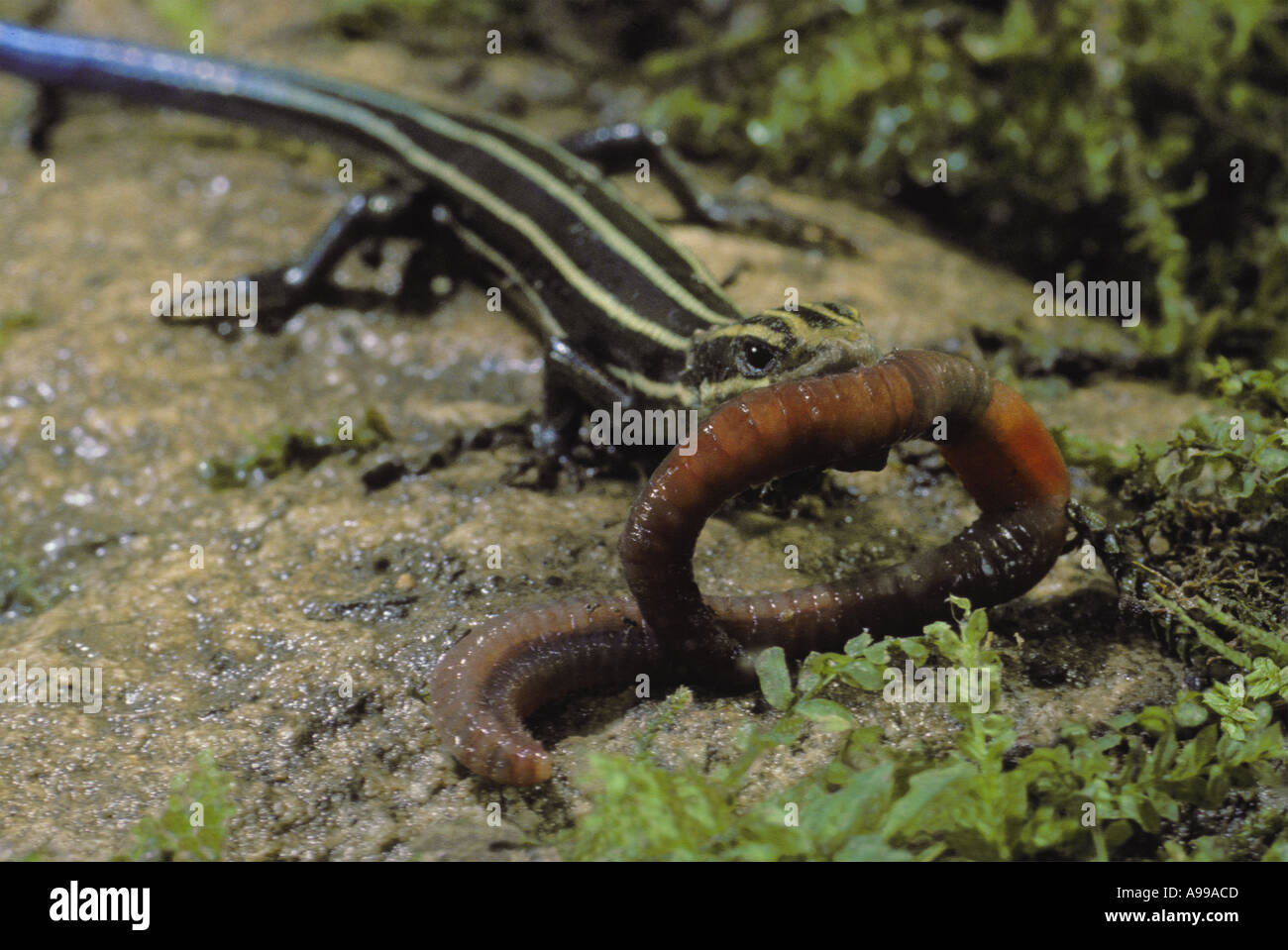 Il dramma del giardino: un cinque-rigato Skink, Eumeces fasciatus, predator detiene un lombrico ha catturato nella sua bocca pronto a mangiare, STATI UNITI D'AMERICA Foto Stock