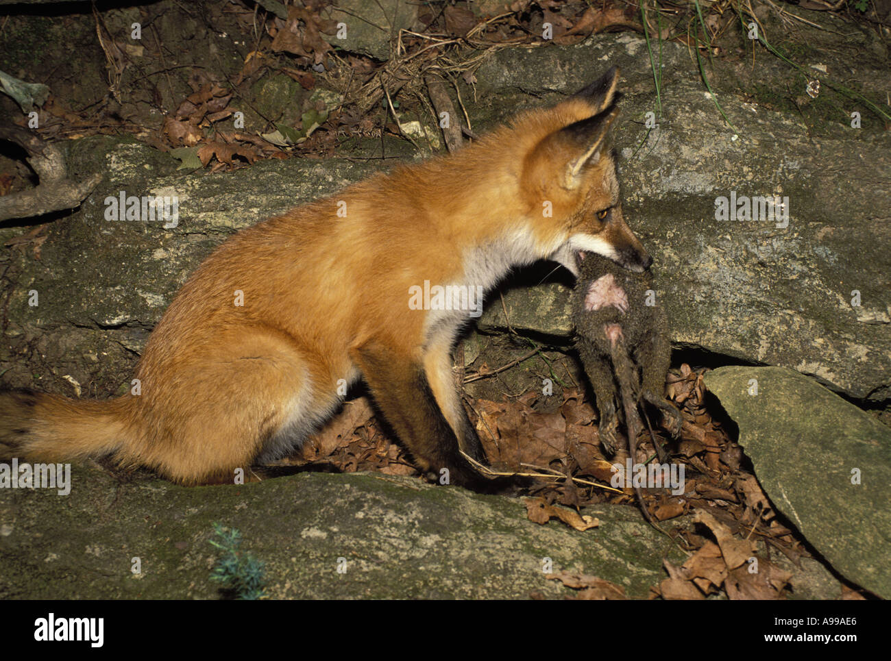 Red Fox (Vulpes vulpes fulva) mangia appena catturati di opossum mentre è seduto sulla scogliera Foto Stock