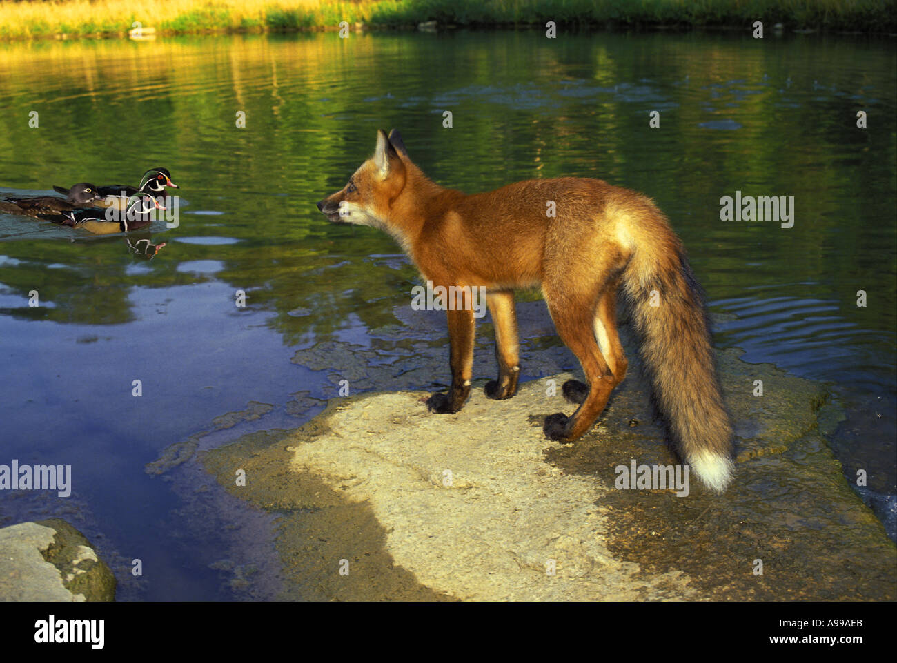 Red Fox (Vulpes vulpes fulva) sulla roccia a guardare le anatre di legno di nuoto, Missouri USA Foto Stock