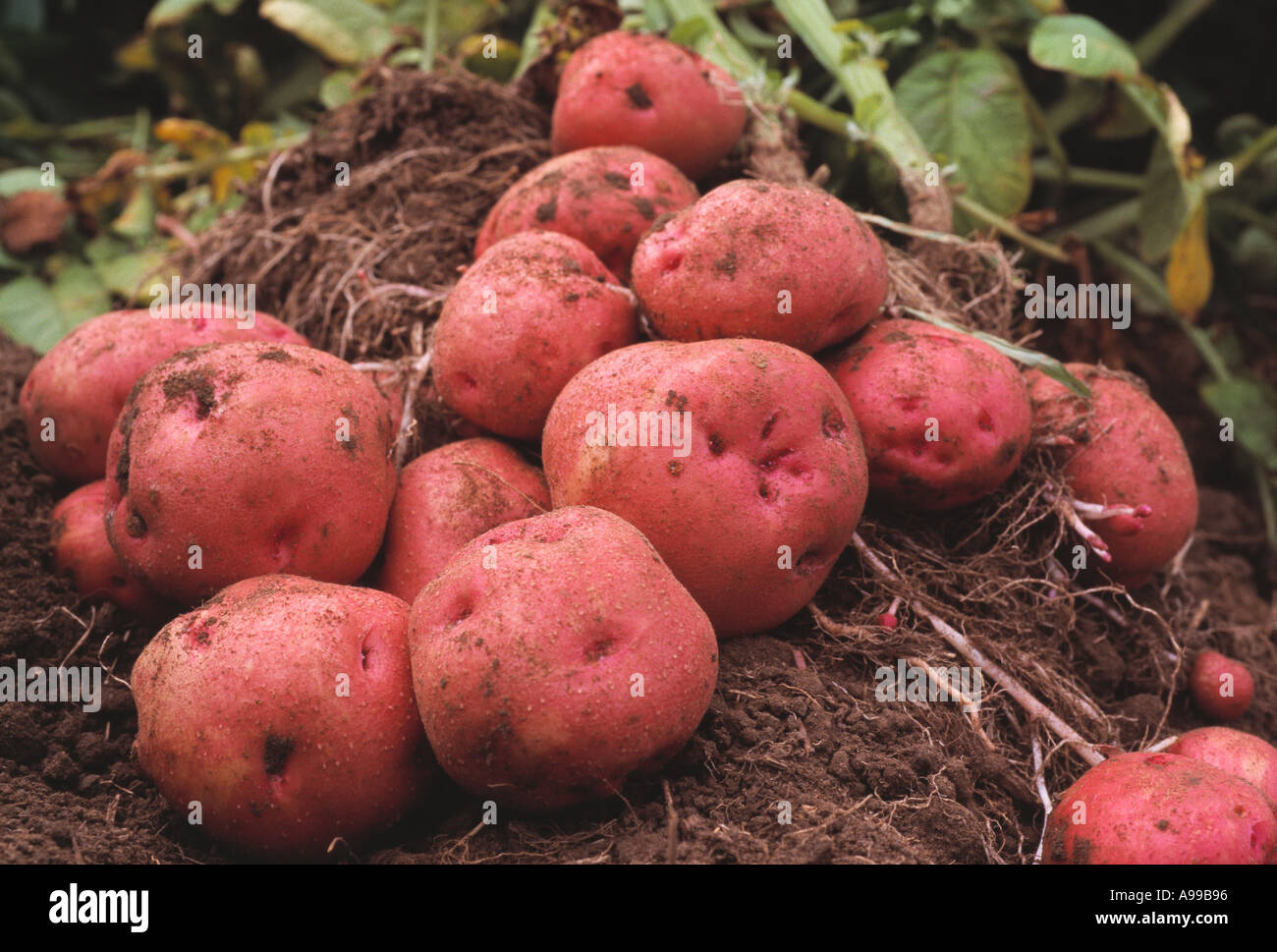 Agricoltura-Pontiac patate rosse scavata e posa a fianco di pod di root nel campo con le piante di patata dietro / WASHINGTON, STATI UNITI D'AMERICA Foto Stock