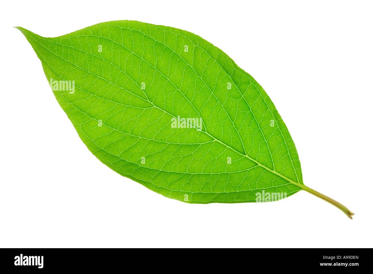 Macro dettagliata colpo di una foglia verde isolato su bianco Foto Stock