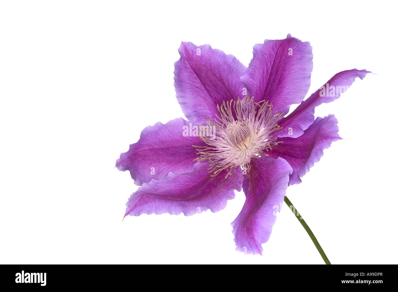 Ripresa macro di un clematide Dr Ruppel fiore isolato su bianco Foto Stock