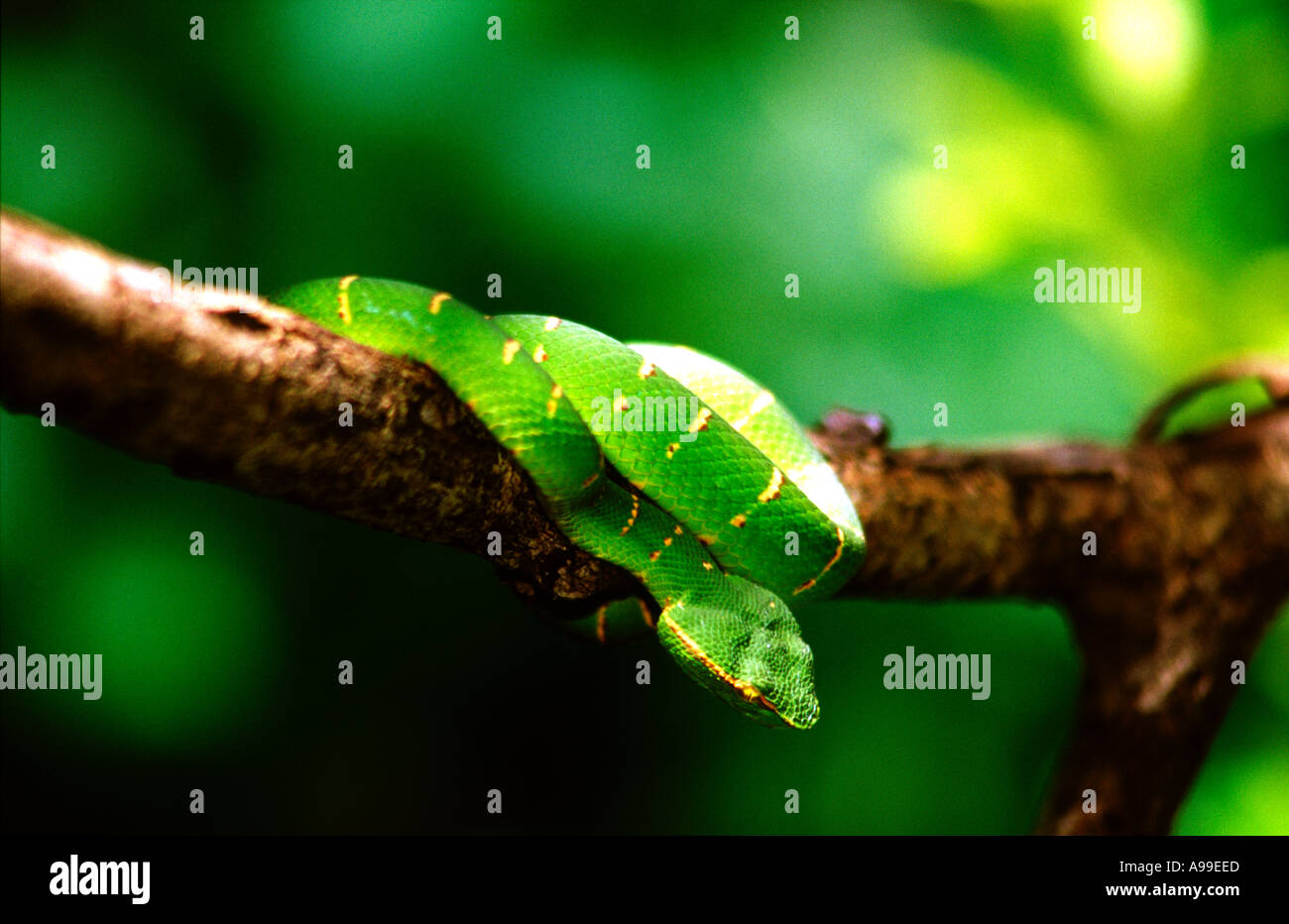 Pit Viper (Tropidolaemus wagleri) nella foresta pluviale Foto Stock