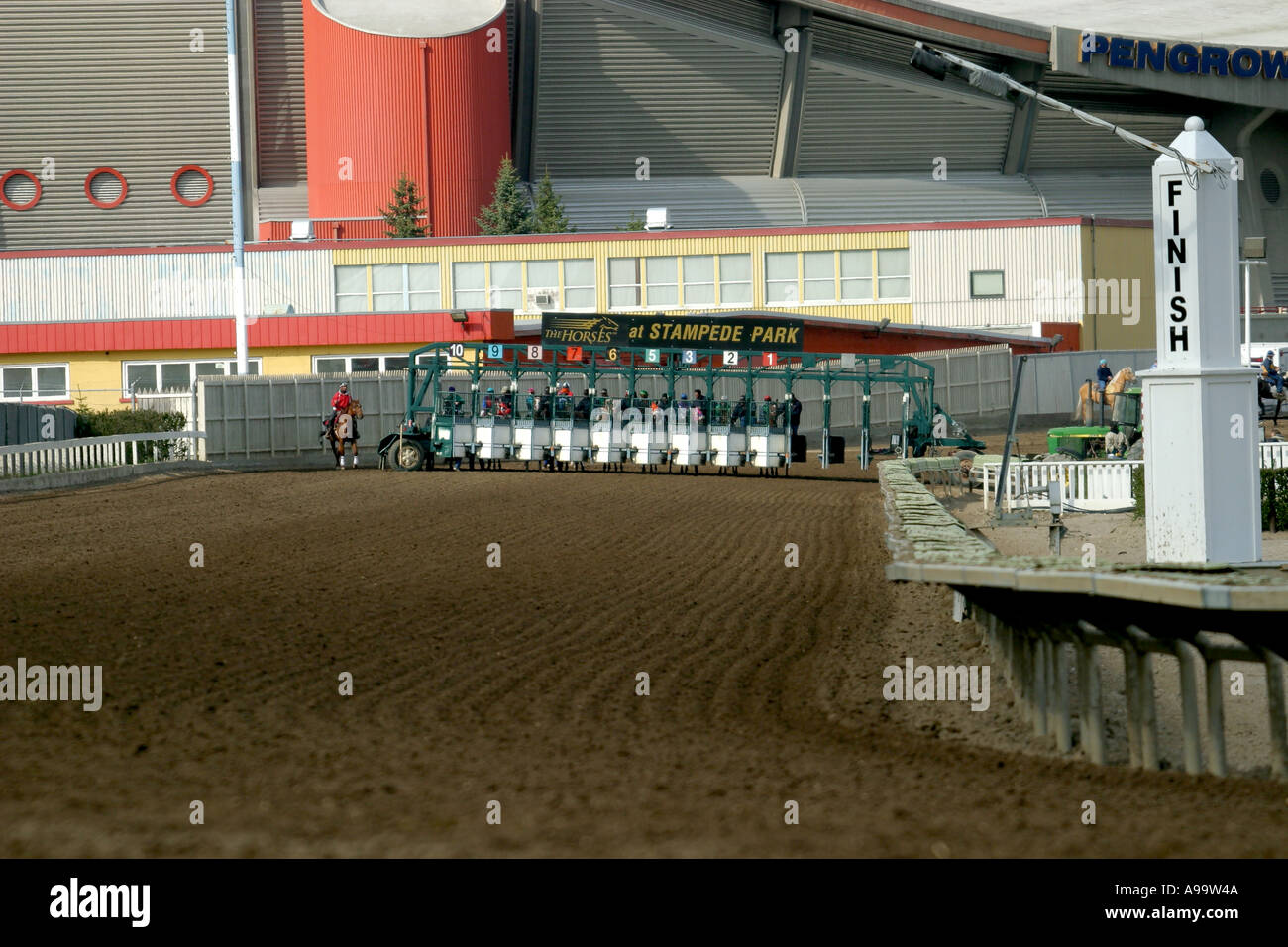 Cavalli Purosangue RACING Calgary Alberta Canada Foto Stock