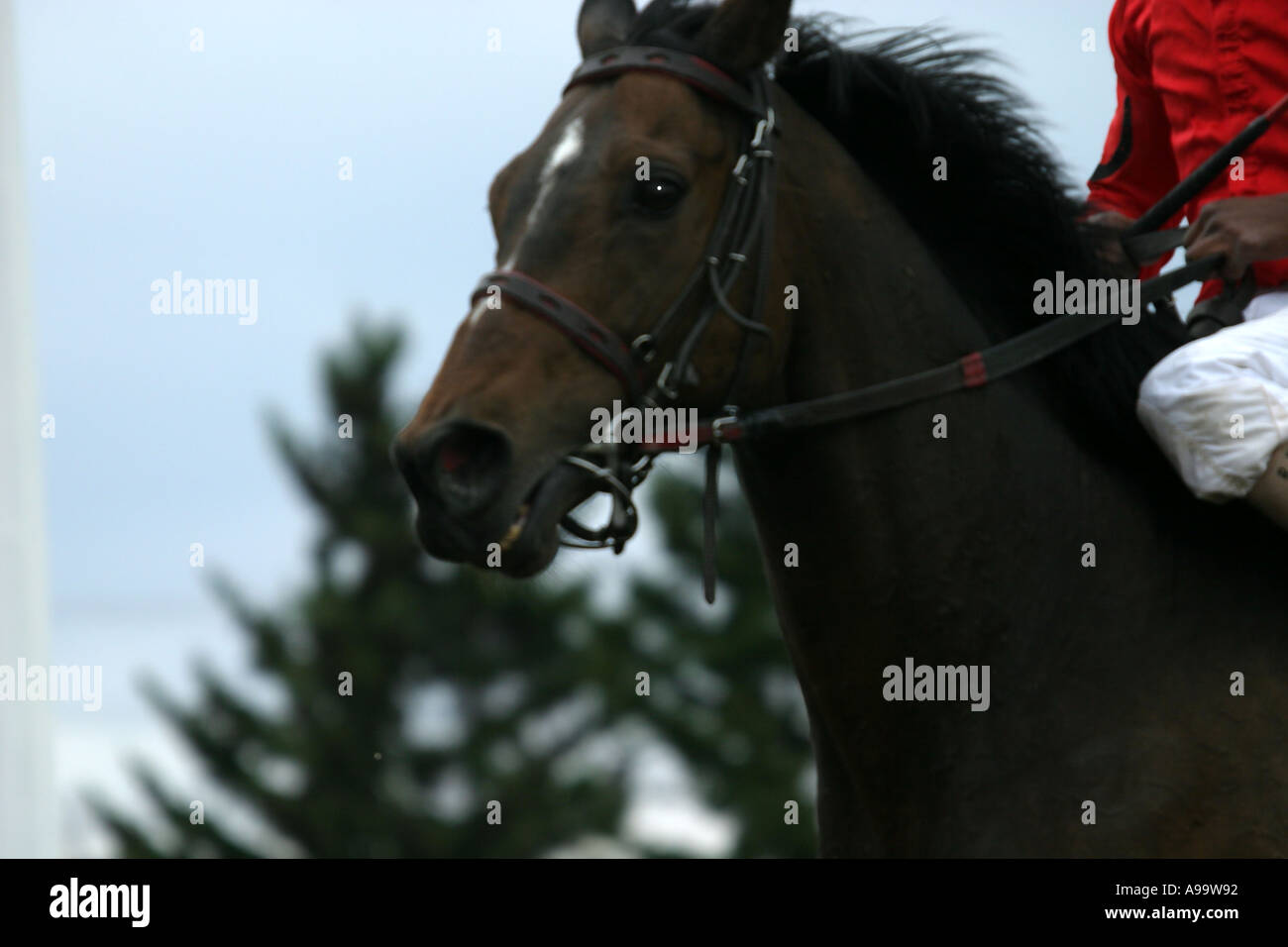 Cavalli Purosangue RACING Calgary Alberta Canada Foto Stock