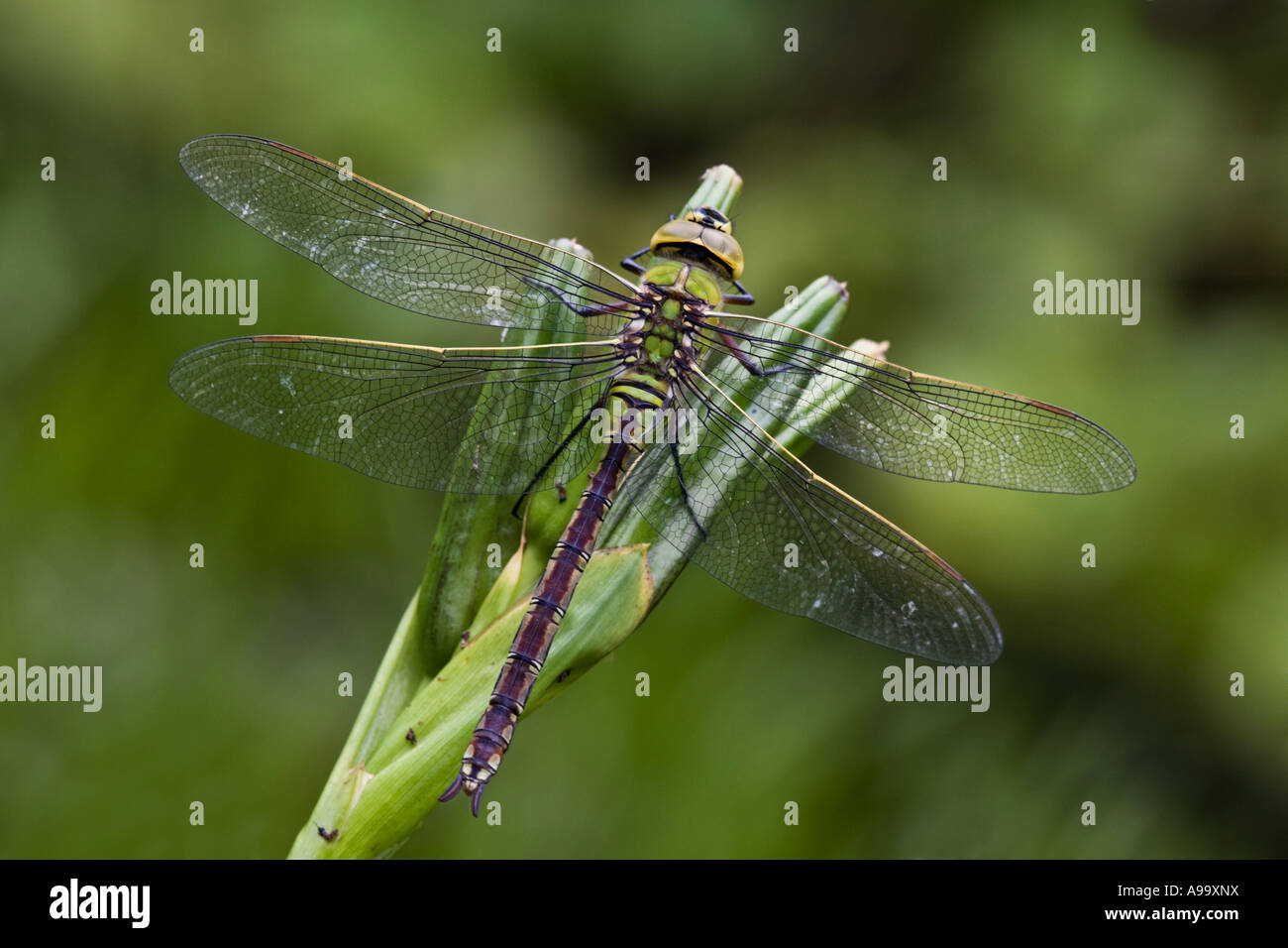 Appena emerse libellula imperatore (Anax imperator) da stagno potton bedfordshire con bel al di fuori della messa a fuoco lo sfondo Foto Stock