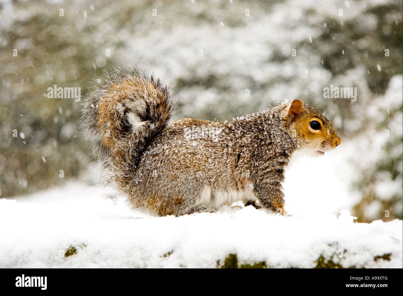 Lo scoiattolo nella neve Foto Stock