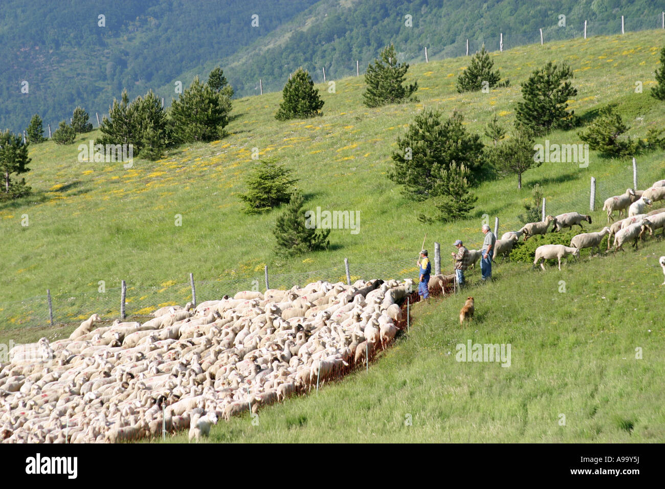 Conteggio di pastore del suo gregge di pecore, assistito dal suo lavoro cani di pecora ,Parco Nazionale dei Monti Sibillini,Le Marche Italia Foto Stock