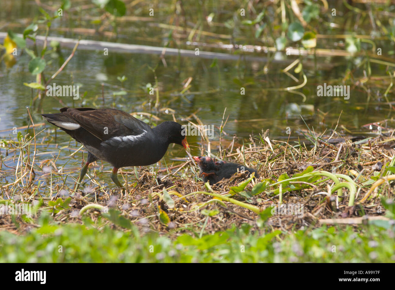 Moor Hen Gallinula chloropus madre e bambini Foto Stock