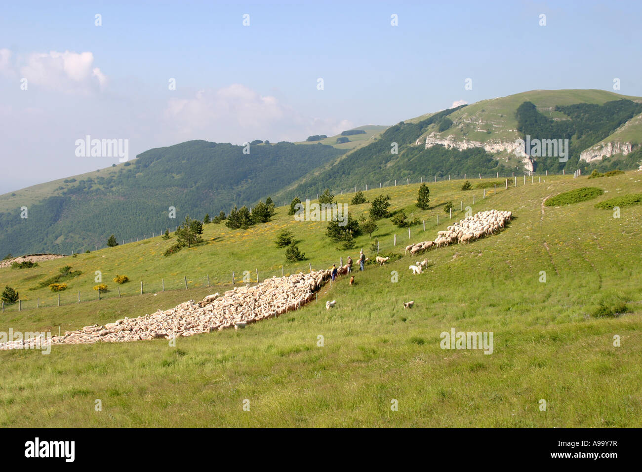 Conteggio di pastore del suo gregge di pecore, assistito dal suo lavoro cani di pecora ,Parco Nazionale dei Monti Sibillini,Le Marche Italia Foto Stock