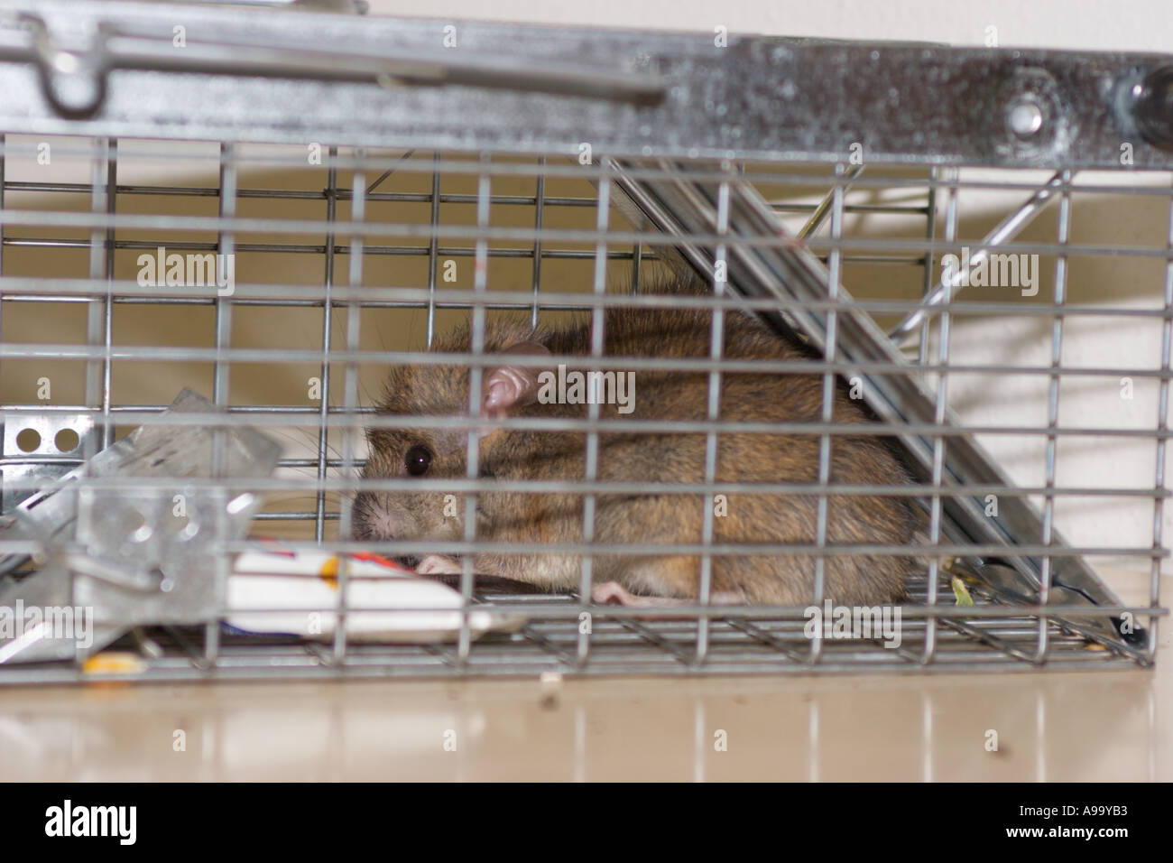 Rat catturati in una trappola Foto Stock
