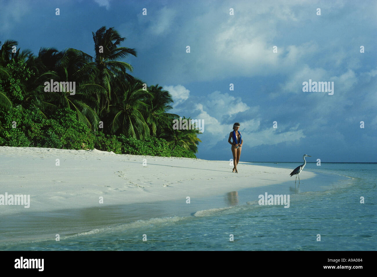Due uccelli godendo della stessa riva sabbiosa alle Maldive Foto Stock