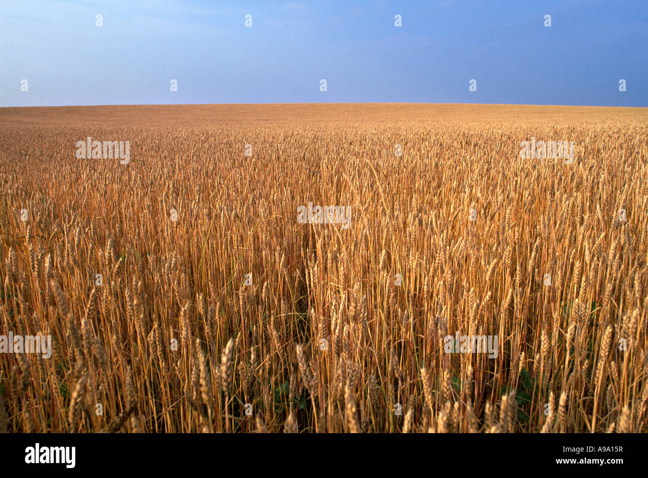 Grano maturo IN WHEATFIELD Foto Stock