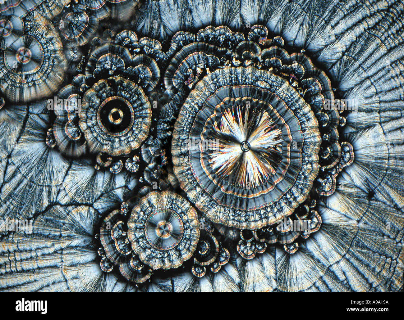 Cristalli di vitamina C a partire dalla soluzione acquosa delle polari incrociati Foto Stock