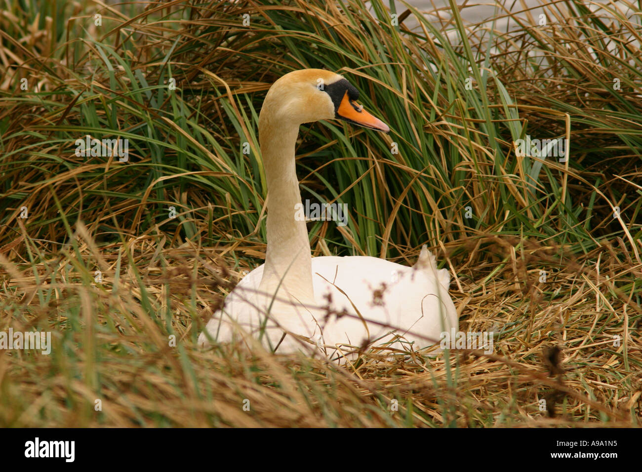 Cigno Cygnus olor su nest Foto Stock