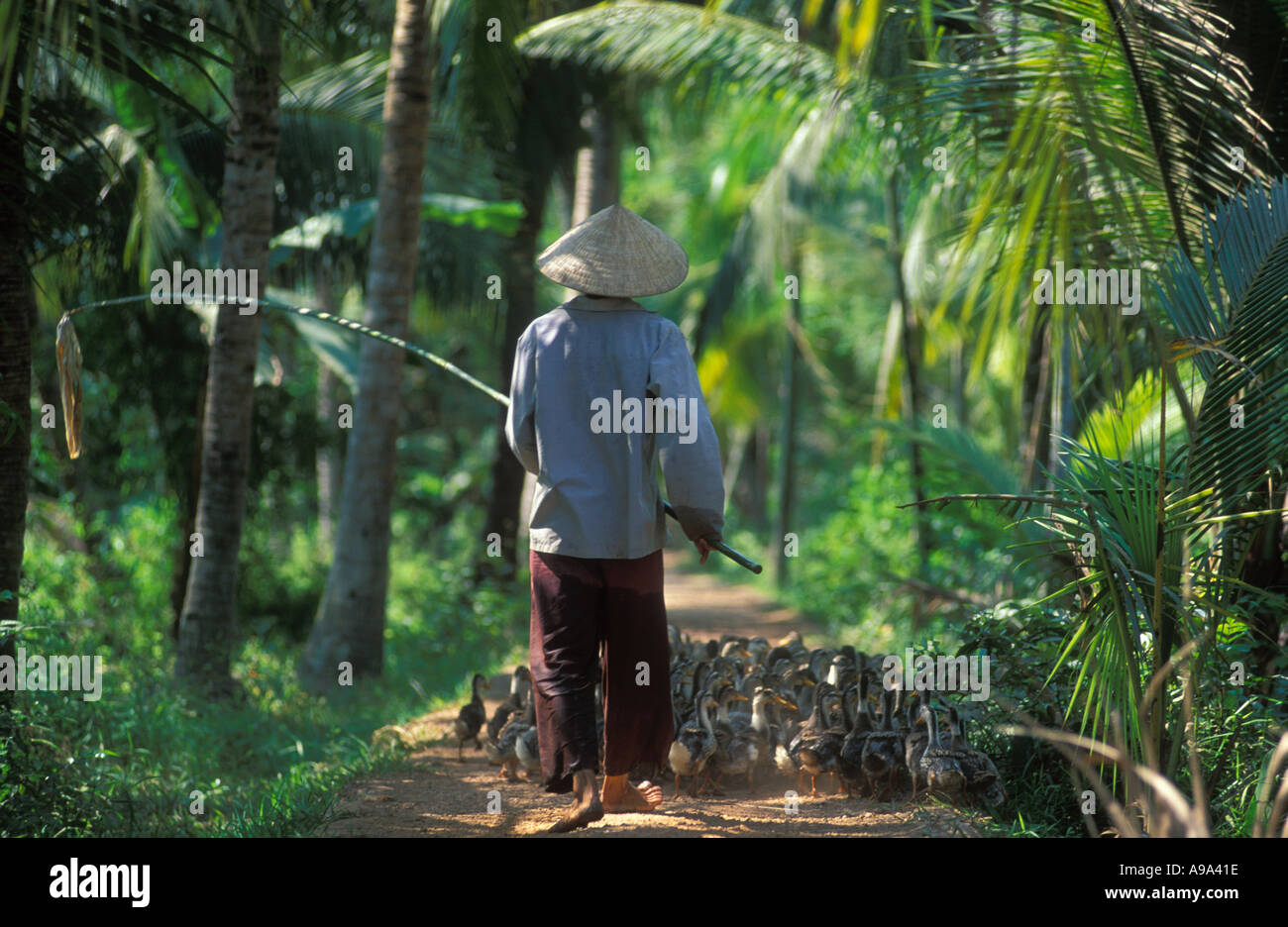 Lavoratore agricolo interessato con il gregge di anatre ben tre Provincia Delta del Mekong Vietnam Foto Stock