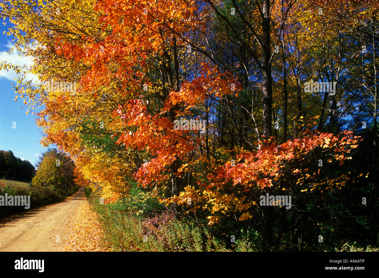 Strada sterrata con la caduta delle foglie Pensilvania occidentale USA Foto Stock