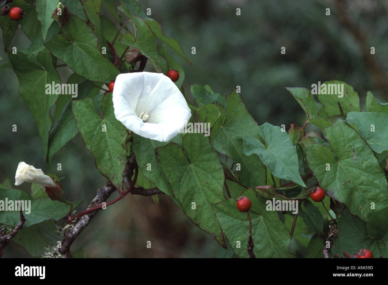 Grande centinodia, Calystegia sepium Foto Stock