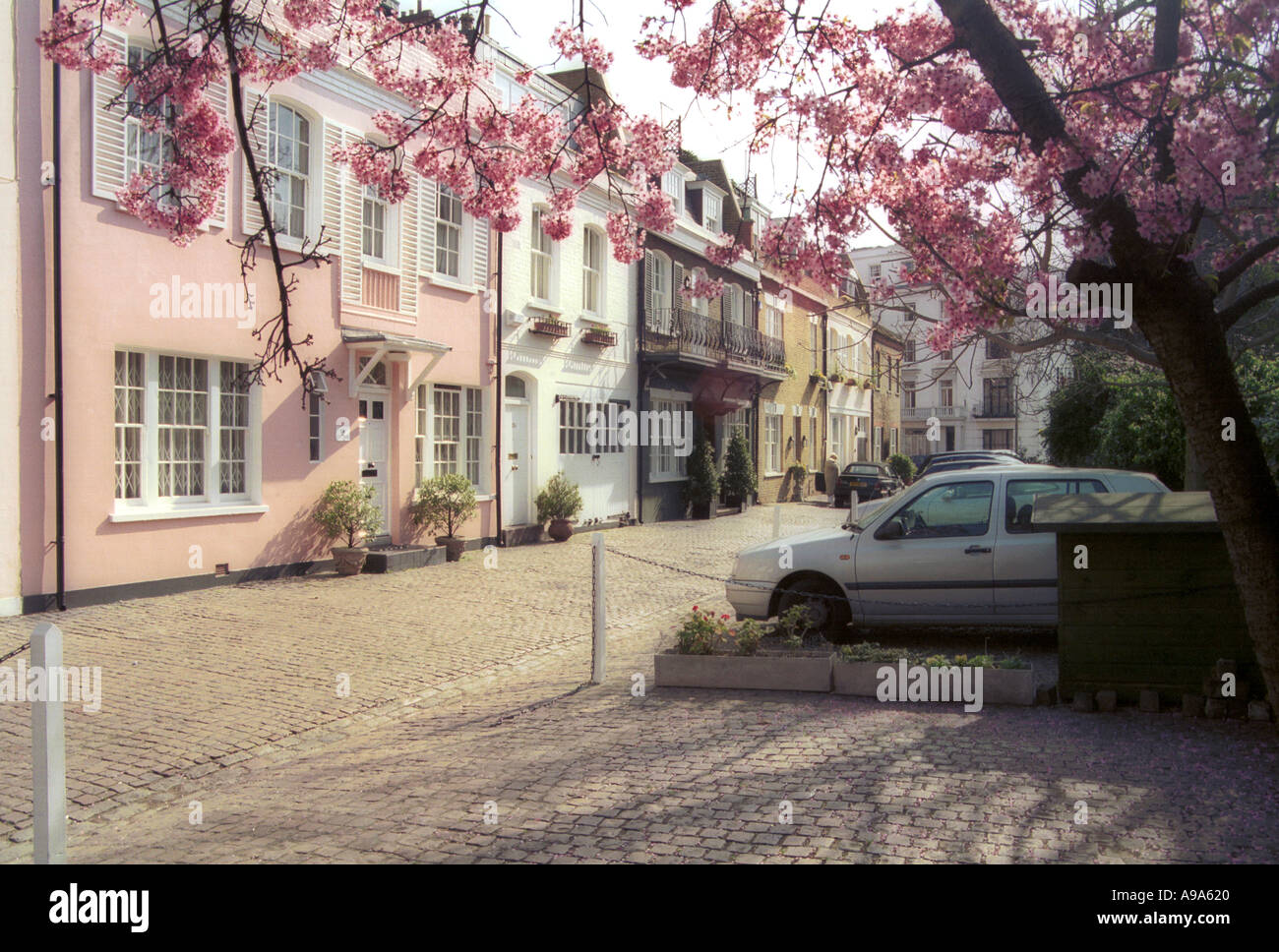 Fiore rosa a Londra Mews Foto Stock