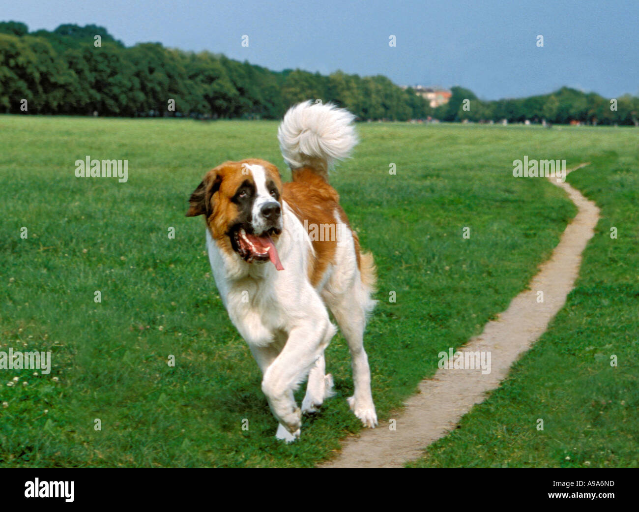 St Bernard dog in esecuzione Foto Stock