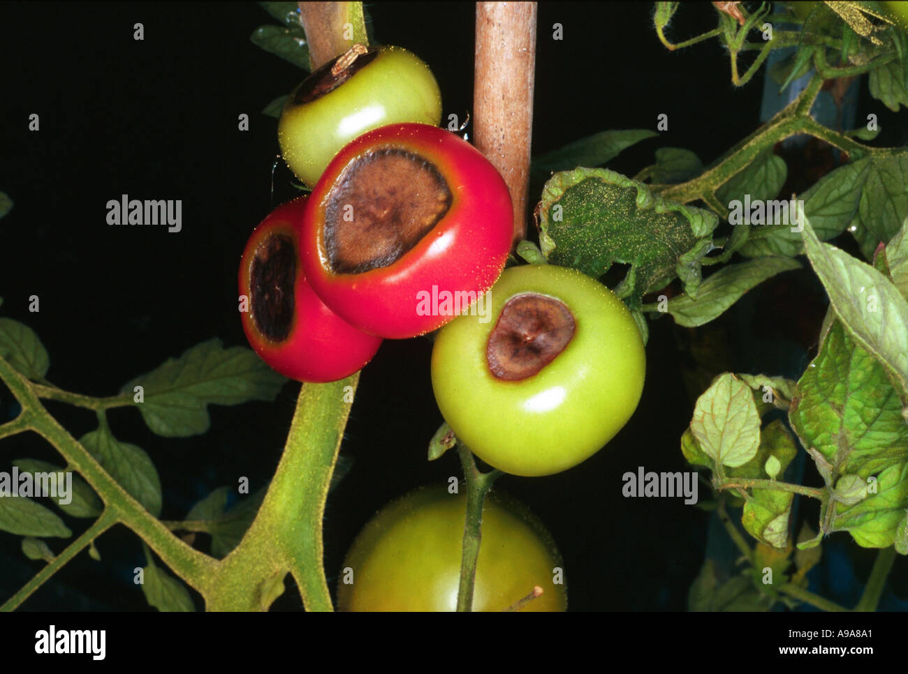 Blossom end rot sulla pianta di pomodoro causate da uno squilibrio di cloruro di potassio e calcio in compost Foto Stock