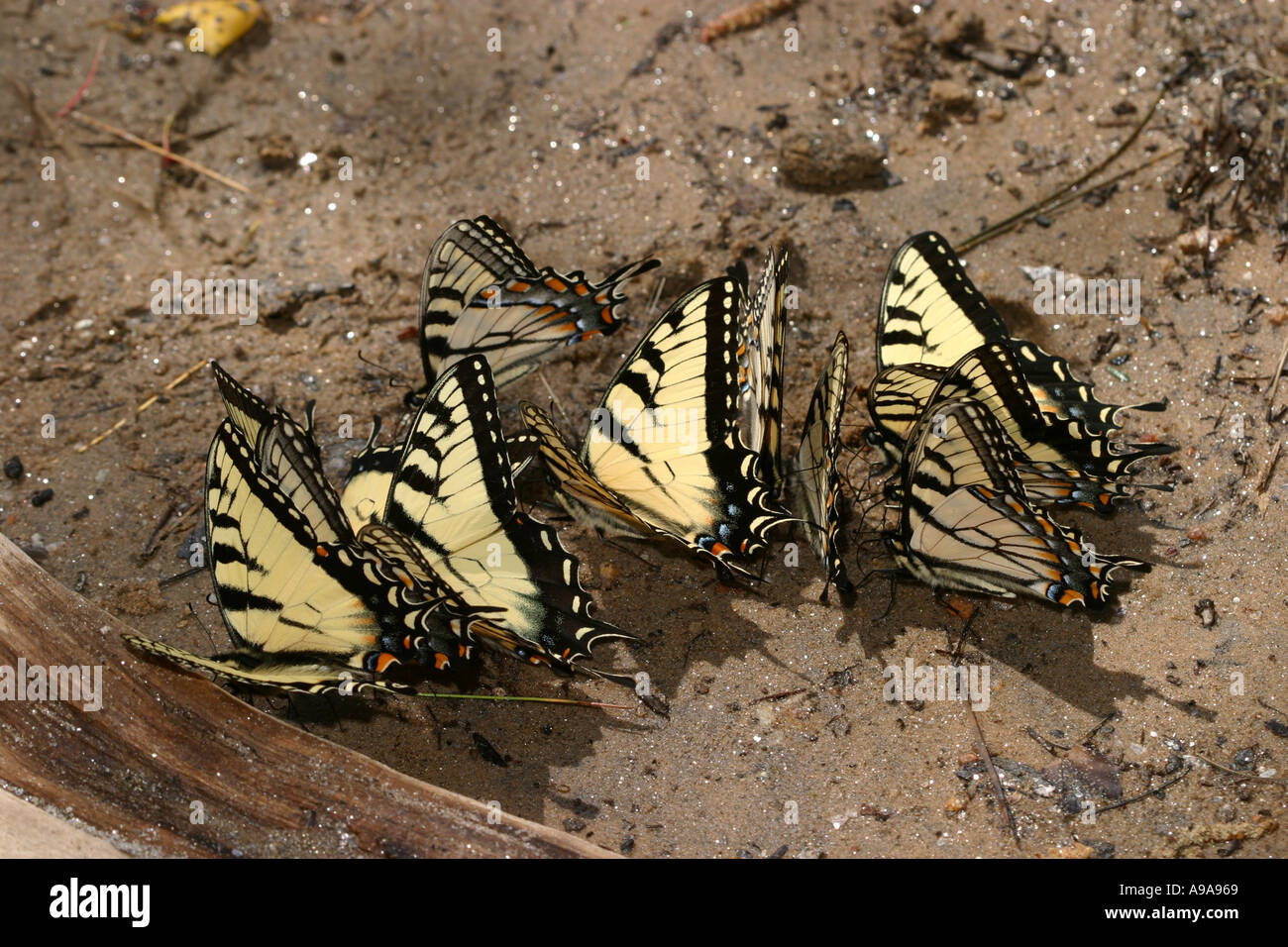 Tiger Swallowtails copertura Foto Stock