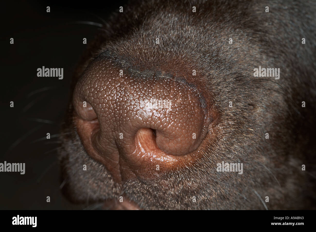 Cani naso close up Foto Stock