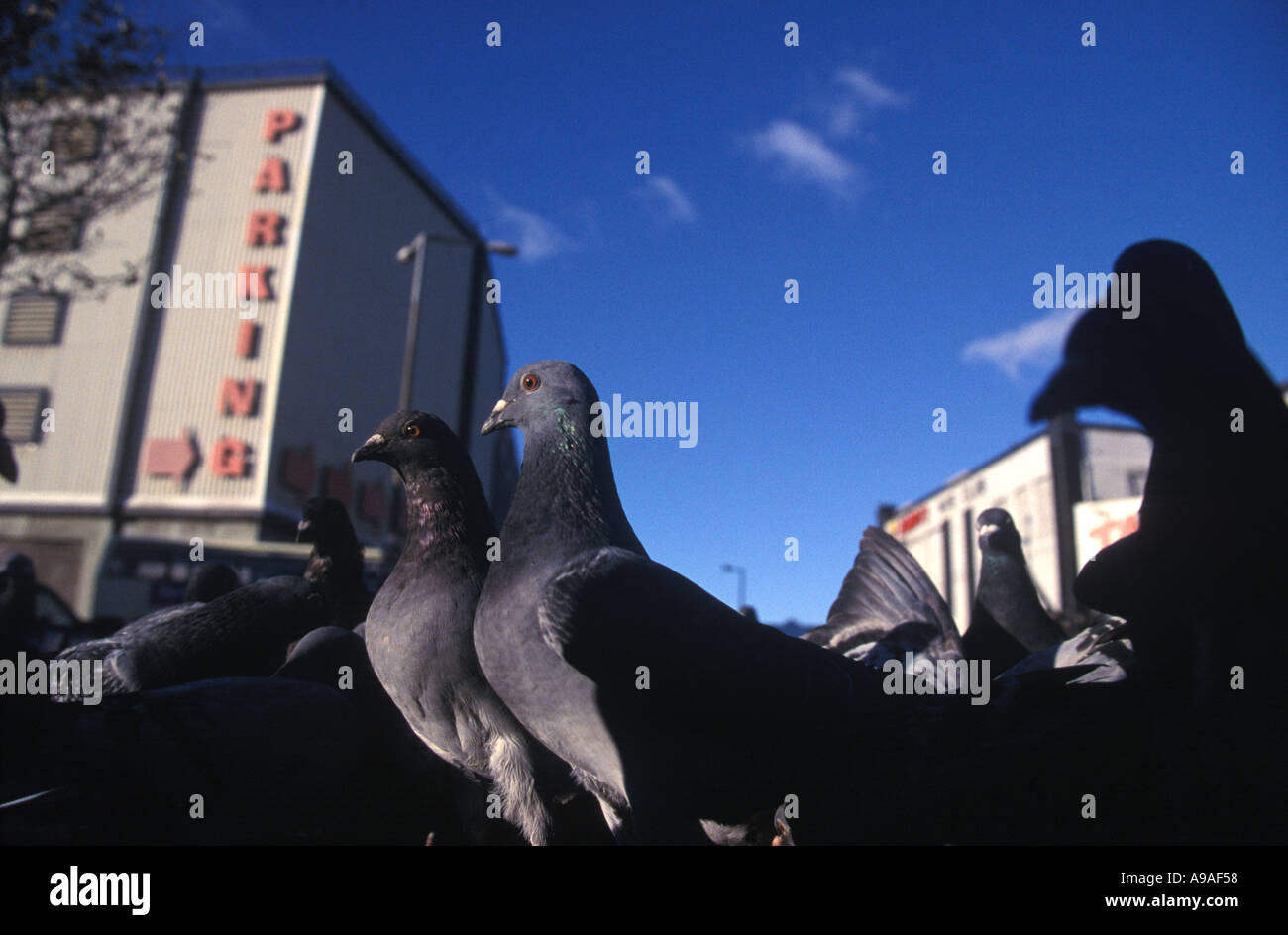 Feral Pigeon Columba livia domestica Foto Stock
