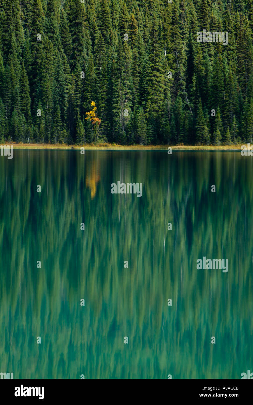 Alberi di pino intorno al Lago Smeraldo Parco Nazionale di Yoho British Columbia Canada America del Nord Foto Stock