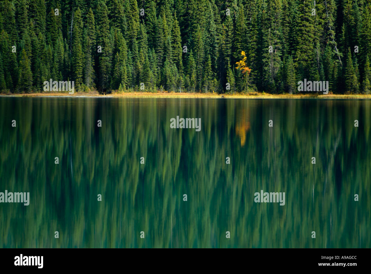 Alberi di pino intorno al Lago Smeraldo Parco Nazionale di Yoho British Columbia Canada America del Nord Foto Stock