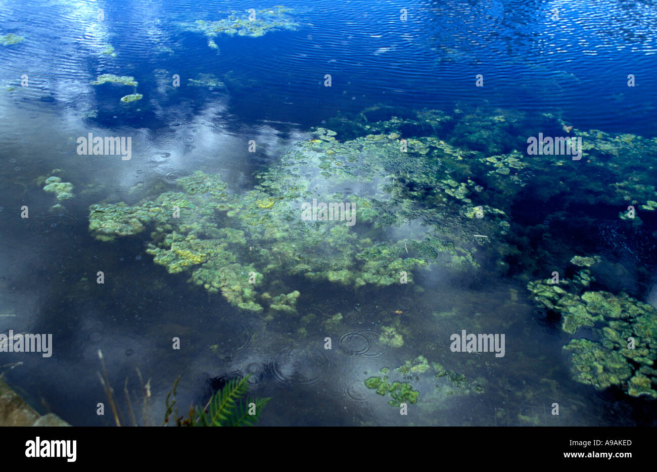 Pond che mostrano segni di inquinamento Foto Stock