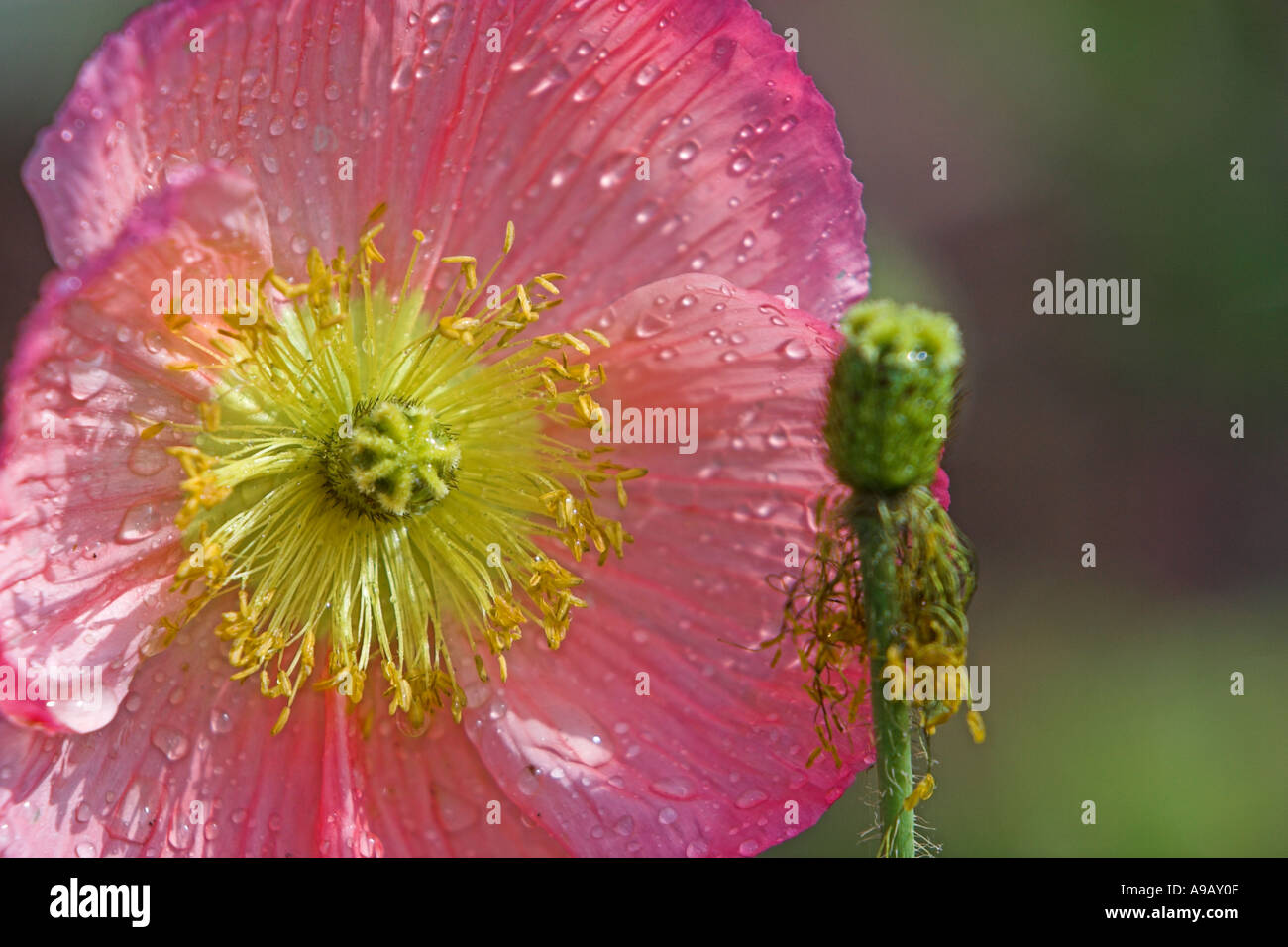 Rosa Islanda papavero con gocce di pioggia Foto Stock