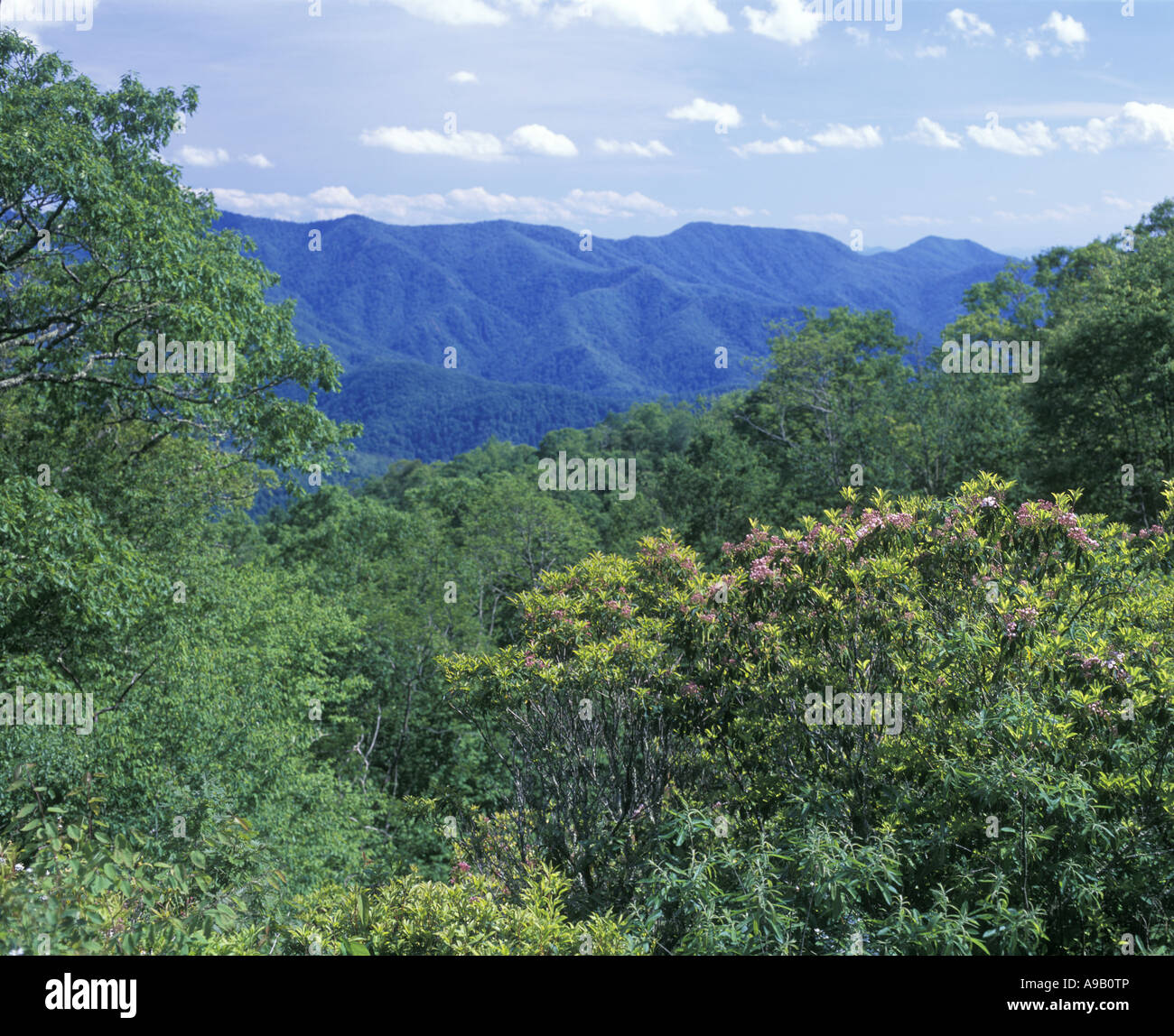 Lupo GAP LAURAL VISTA Blue Ridge Parkway Smoky Mountains North Carolina USA Foto Stock
