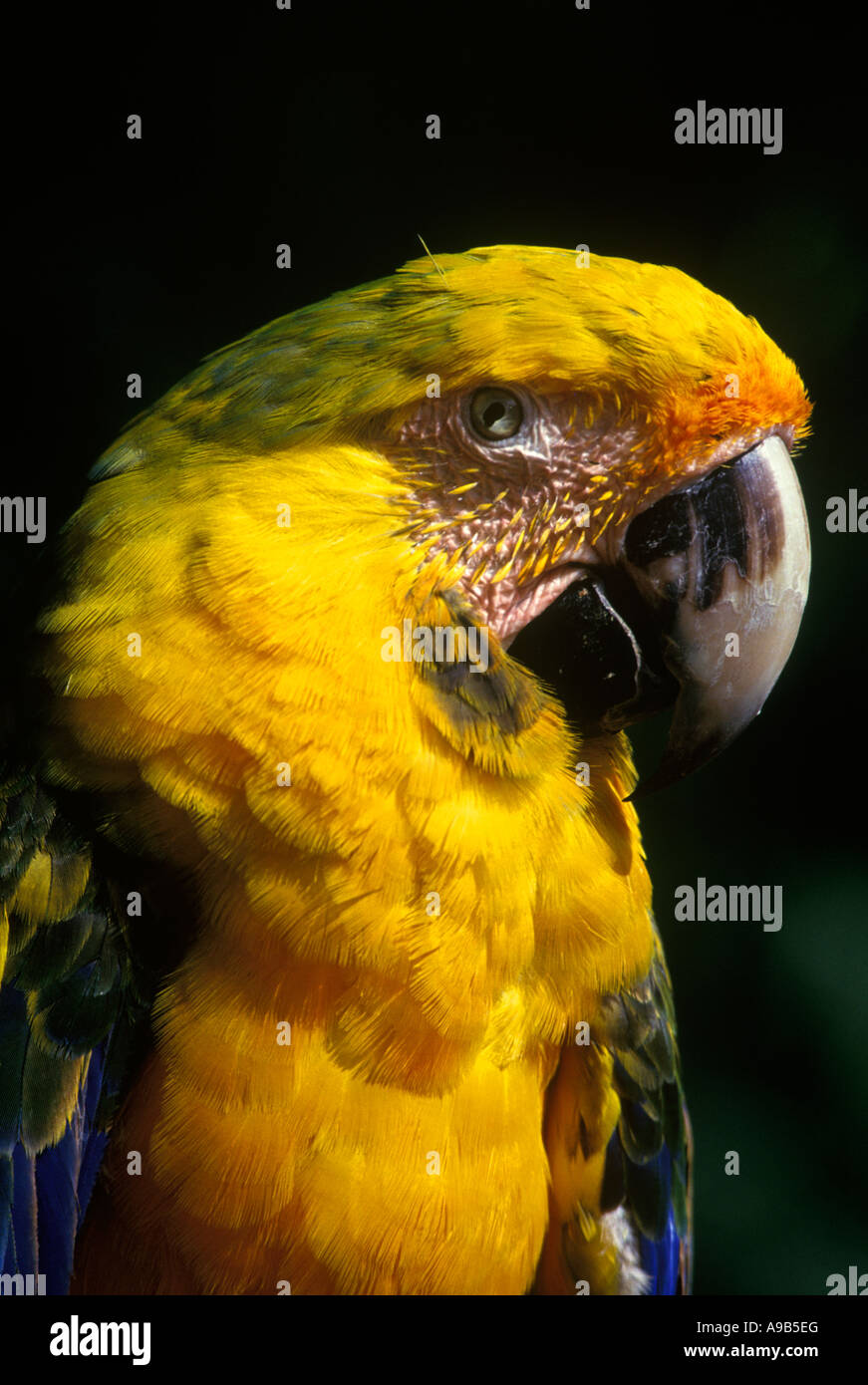 Giallo e verde tropicale sfumato MACAW BIRD Foto Stock