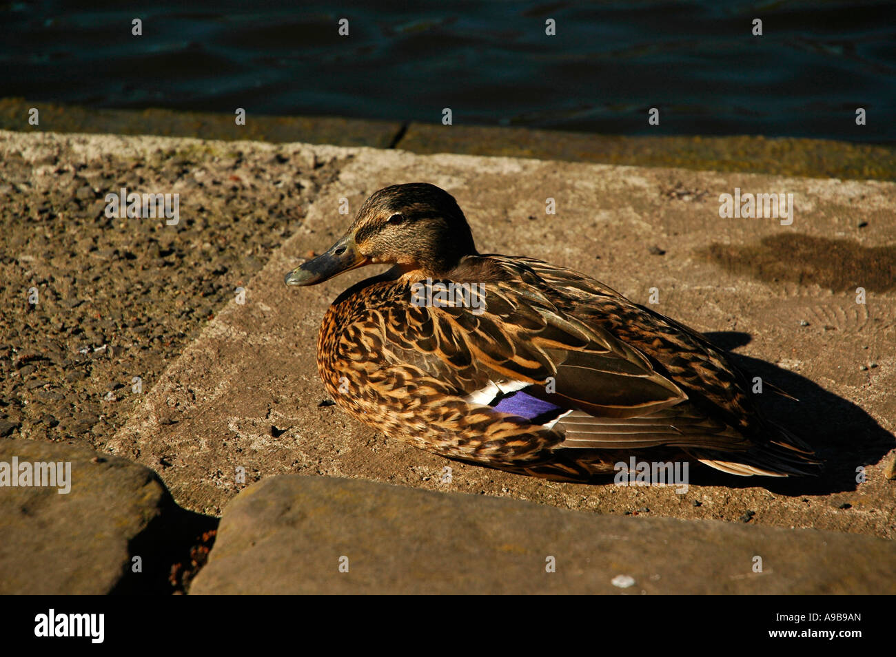 Femmina Mallard Duck Foto Stock