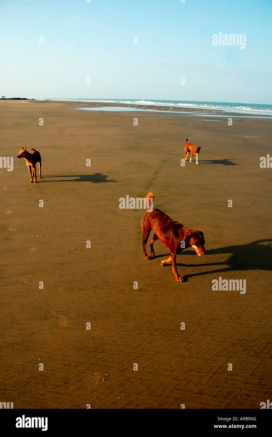 Tre cani randagi waliking su Mandrem Bech,Goa, India Foto Stock