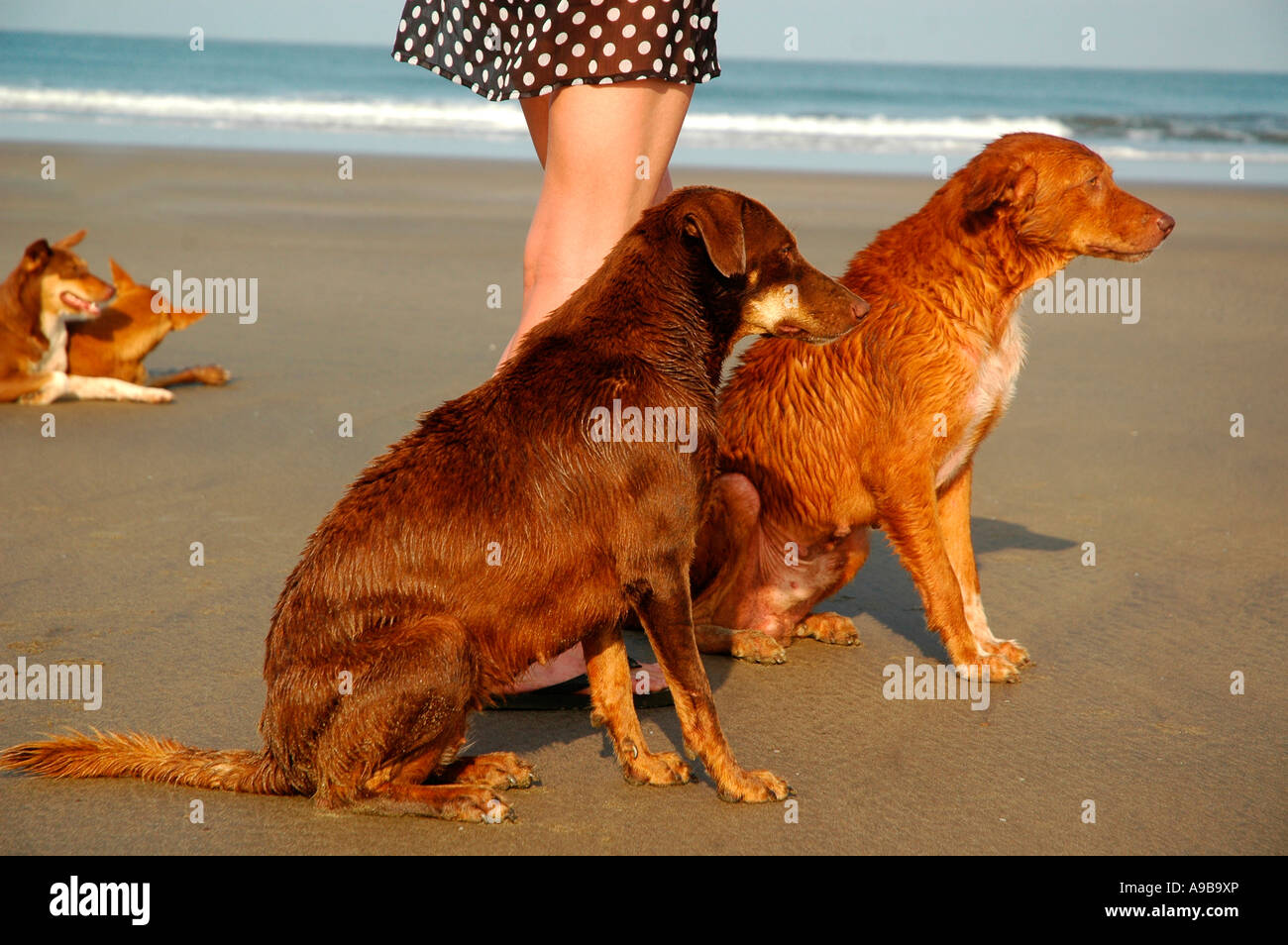 Pack di cani randagi, Mandrem Beach,Goa,l'India,Asia Foto Stock