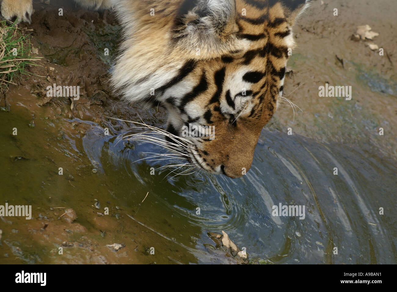 Tigre Siberiana Pantheris Tigris Altaica Mammalia Carnivorae Felidae Foto Stock