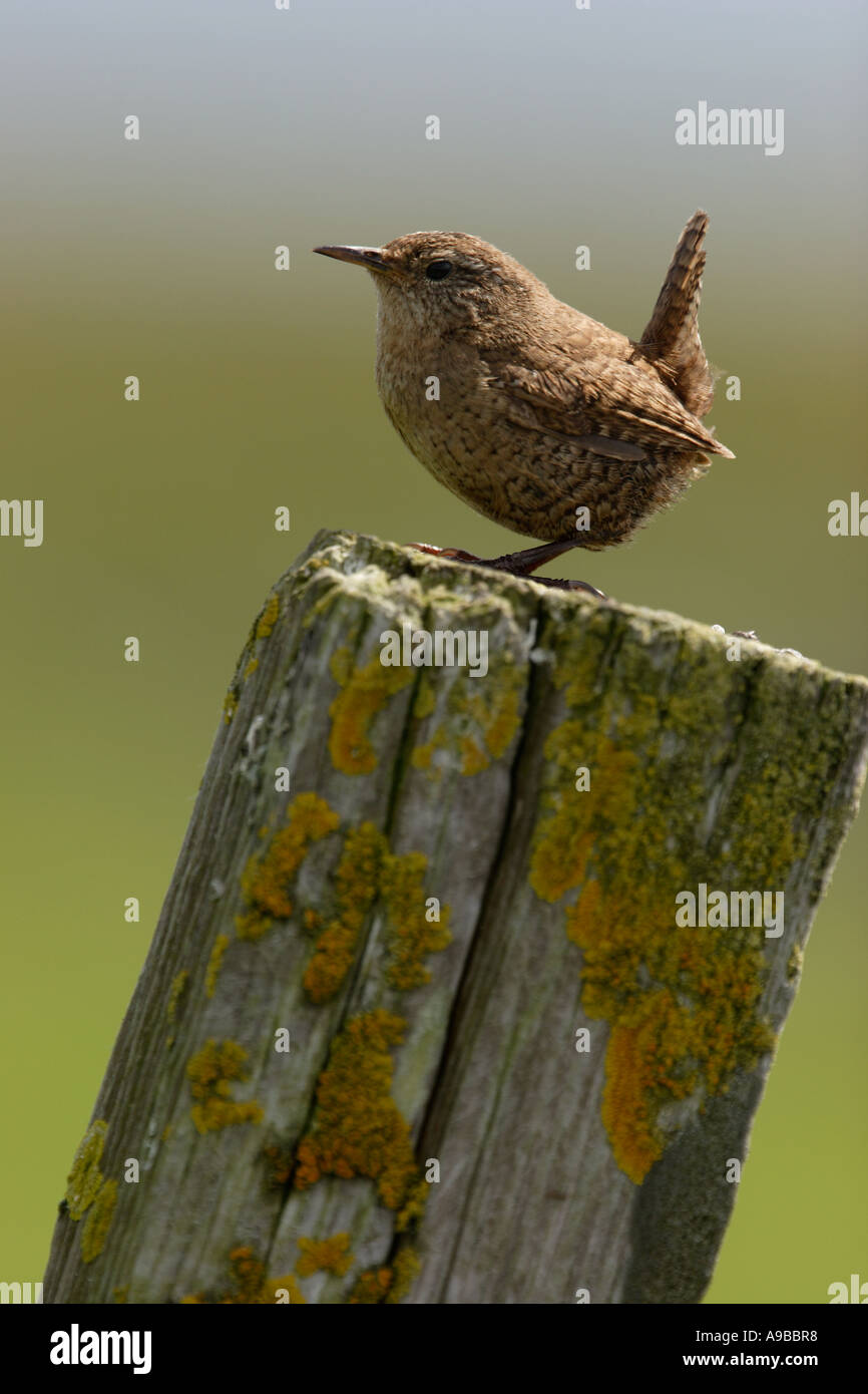 Scricciolo Troglodytes troglodytes zetlandicus cantando Shetland Isole del Nord Regno Unito Foto Stock