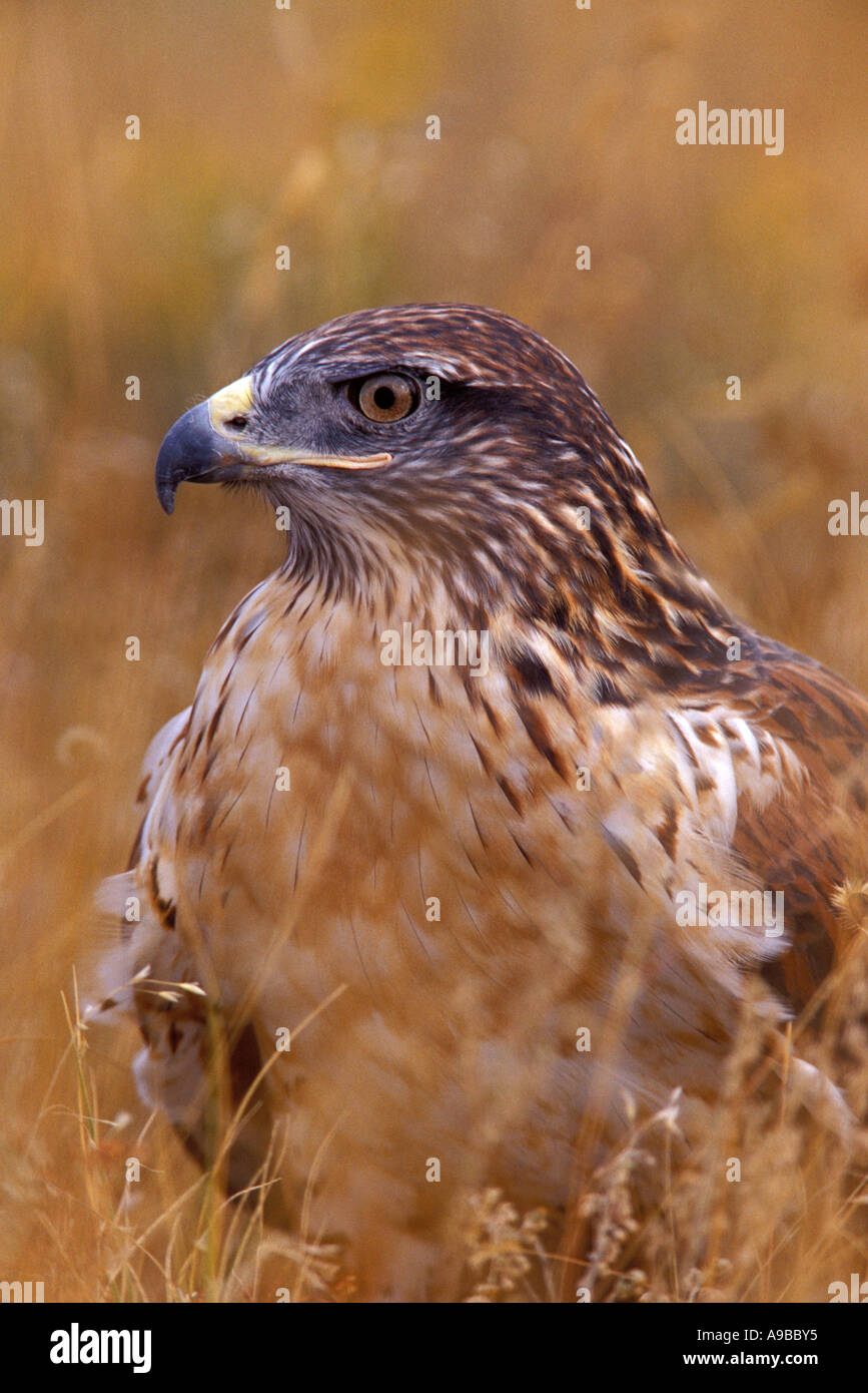 Falco ferruginosa Buteo regalis USA Foto Stock