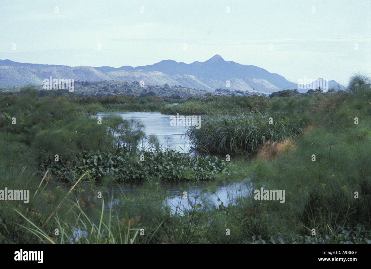 Letti di erba papiro sul fiume Nilo in Sudan meridionale Foto Stock