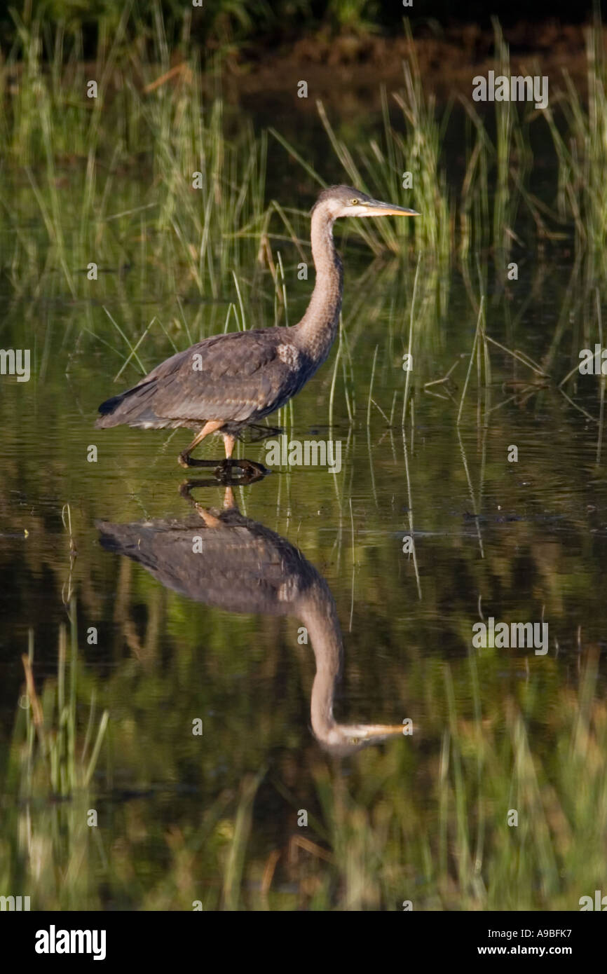 Airone blu, Ardea Erodiade, pesca in una palude presso il William L Finley NWR. Foto Stock